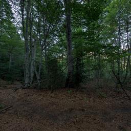 Visita virtual El bosque del Betato Tramacastilla de Tena